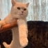 Omurluk yuva ariyoruz fotoğraf