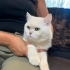 Omurluk yuva ariyoruz fotoğraf