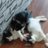 KEDİ SAHİPLENDİRME fotoğraf