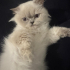 Ömürlük Yuvasını Arayan Sevgi Kelebeği 🐾 fotoğraf