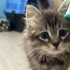 Sıcak kanlı, yumuş bir kedi fotoğraf