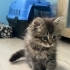 Sıcak kanlı, yumuş bir kedi fotoğraf