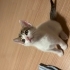 Beyaz Tekir Yavru Kedi fotoğraf