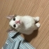 Beyaz Tekir Yavru Kedi fotoğraf