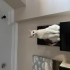 Sahiplenilmeyi bekliyor fotoğraf