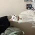 Sahiplenilmeyi bekliyor fotoğraf