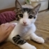 Yavru Kedi Benekli Yuva Arıyor fotoğraf