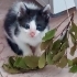 Minik yavrucak sahibini bekliyor fotoğraf