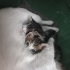 ÜCRETSİZ KALICI YAVRU KEDİ SAHİPLENDİRME fotoğraf