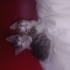 ÜCRETSİZ KALICI YAVRU KEDİ SAHİPLENDİRME fotoğraf