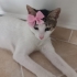 ÜCRETSİZ KALICI YAVRU KEDİ SAHİPLENDİRME fotoğraf