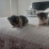 ÜCRETSİZ KALICI YAVRU KEDİ SAHİPLENDİRME fotoğraf