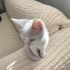 Minik Yavru Kedi Yuvasını Arıyor fotoğraf