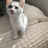 Minik Yavru Kedi Yuvasını Arıyor fotoğraf