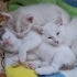 Minik Yavru Kedi Yuvasını Arıyor fotoğraf