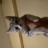 2 aylık erkek tekir kedi mamaya kuma alışık fotoğraf