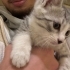 2 aylık erkek tekir kedi mamaya kuma alışık fotoğraf