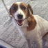 Brittany / Border Collie melezi 4 yaşında fotoğraf