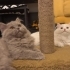 Mona & Lisa çiçek kızlarımızı sahiplendiriyoruz🌸 fotoğraf