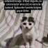 Scottish Fold Calico Kırması Yavru Kedi. fotoğraf