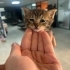 MİNİK TEKİR OĞLUŞ ÖMÜRLÜK YUVASINI ARIYOR ÇAYYOLU fotoğraf