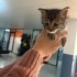 MİNİK TEKİR OĞLUŞ ÖMÜRLÜK YUVASINI ARIYOR ÇAYYOLU fotoğraf