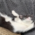 Minik Oreo sevgi dolu yuvasını arıyor 🐾🤍🖤 fotoğraf