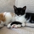 Minik Oreo sevgi dolu yuvasını arıyor 🐾🤍🖤 fotoğraf