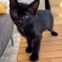Minik Çiko sevgi dolu yuvasını arıyor 🐾 fotoğraf