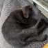 Minik Çiko sevgi dolu yuvasını arıyor 🐾 fotoğraf