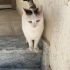 Pamuk kız Apartman kedisi fotoğraf