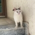 Pamuk kız Apartman kedisi fotoğraf