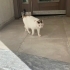 Pamuk kız Apartman kedisi fotoğraf