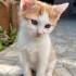 Minik Ponçik sevgi dolu yuvasını arıyor 🤍🐾 fotoğraf