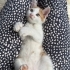 Minik Ponçik sevgi dolu yuvasını arıyor 🤍🐾 fotoğraf