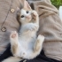 Minik Ponçik sevgi dolu yuvasını arıyor 🤍🐾 fotoğraf