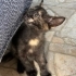 Minik Tarçın sevgi dolu yuvasını arıyor 🧡🐾 fotoğraf