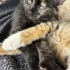 Minik Tarçın sevgi dolu yuvasını arıyor 🧡🐾 fotoğraf