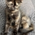 Minik Tarçın sevgi dolu yuvasını arıyor 🧡🐾 fotoğraf
