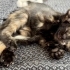Minik Tarçın sevgi dolu yuvasını arıyor 🧡🐾 fotoğraf