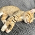 Minik kaplan Tiggy sevgi dolu yuvasını arıyor 🐯🐾 fotoğraf