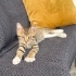 Minik kaplan Tiggy sevgi dolu yuvasını arıyor 🐯🐾 fotoğraf