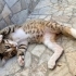 Minik kaplan Tiggy sevgi dolu yuvasını arıyor 🐯🐾 fotoğraf