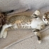 Minik kaplan Tiggy sevgi dolu yuvasını arıyor 🐯🐾 fotoğraf