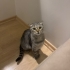 İZMİR SAHİBİ TARAFINDAN TERKEDİLEN YAVRUMUZ SCOTİS TİGER TABY fotoğraf