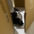 En akıllı kedi türü olan tuxedo kedişimize yuva arıyoruz fotoğraf