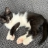 Minik Oreo sevgi dolu yuvasını arıyor 🐾🤍🖤 fotoğraf