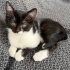 Minik Oreo sevgi dolu yuvasını arıyor 🐾🤍🖤 fotoğraf