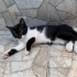Minik Oreo sevgi dolu yuvasını arıyor 🐾🤍🖤 fotoğraf
