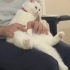 British shorthair kızımıza yavru arıyoruz fotoğraf